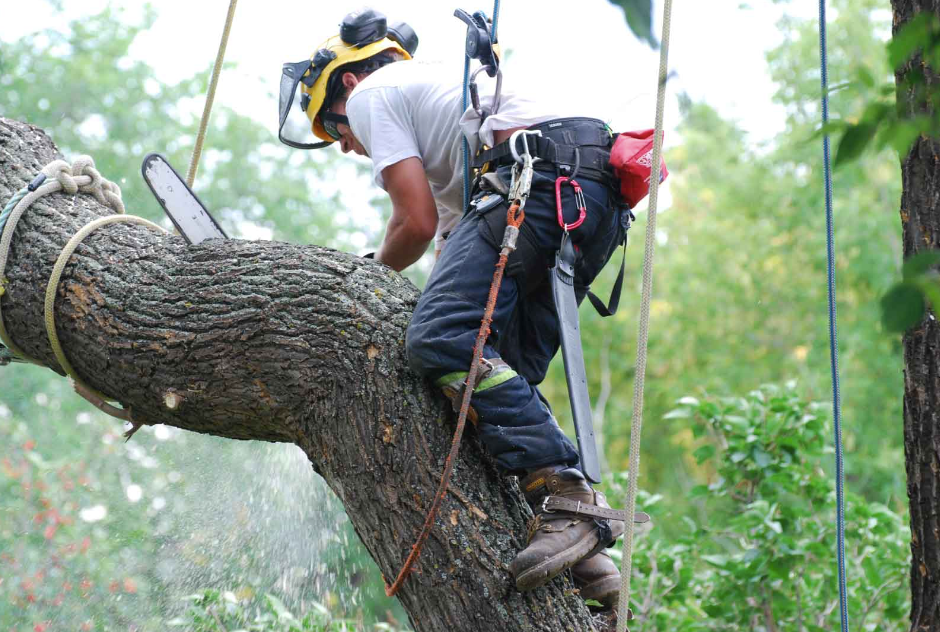 arborist